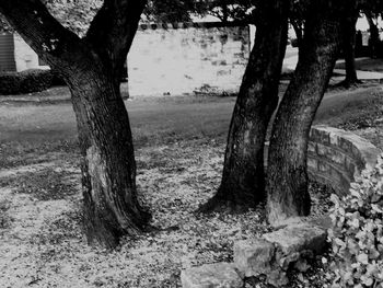 Large tree on field