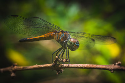 A dragonfly perched on a tree brench with isolate background.