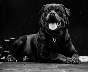 Rottweiler by black