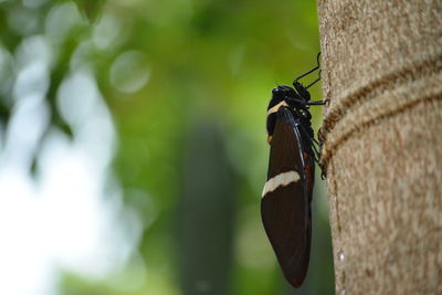 Close-up of butterfly perching on tree trunk