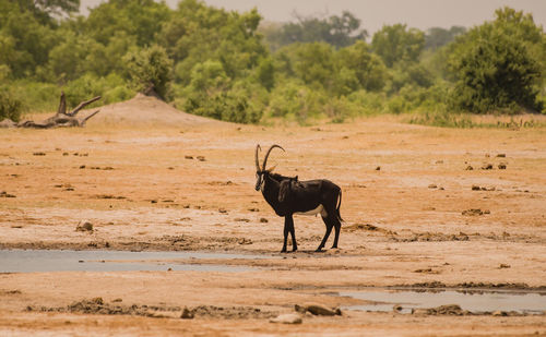 Honed animal standing on field