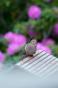 Close-up of bird perching on pink flower