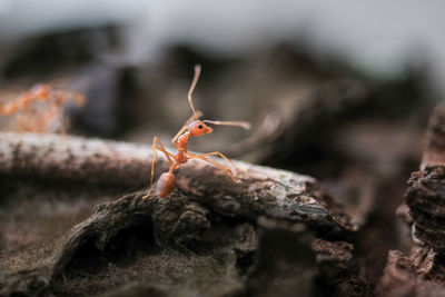 Close-up of ant on the ground