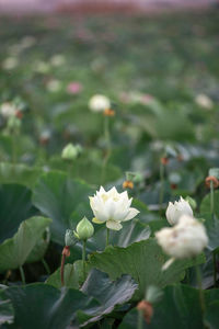 Close-up of white flowering plant