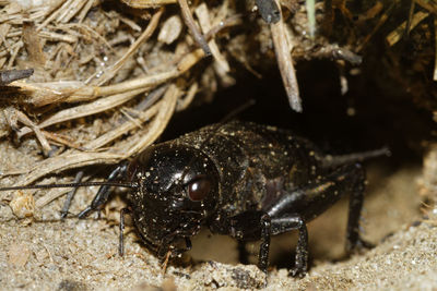 The cricket, gryllus campestris in the burrow