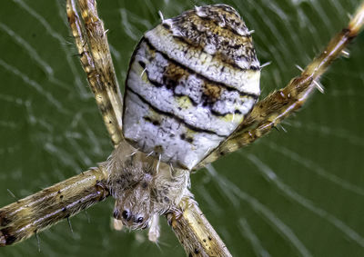 Close-up of insect on spider web