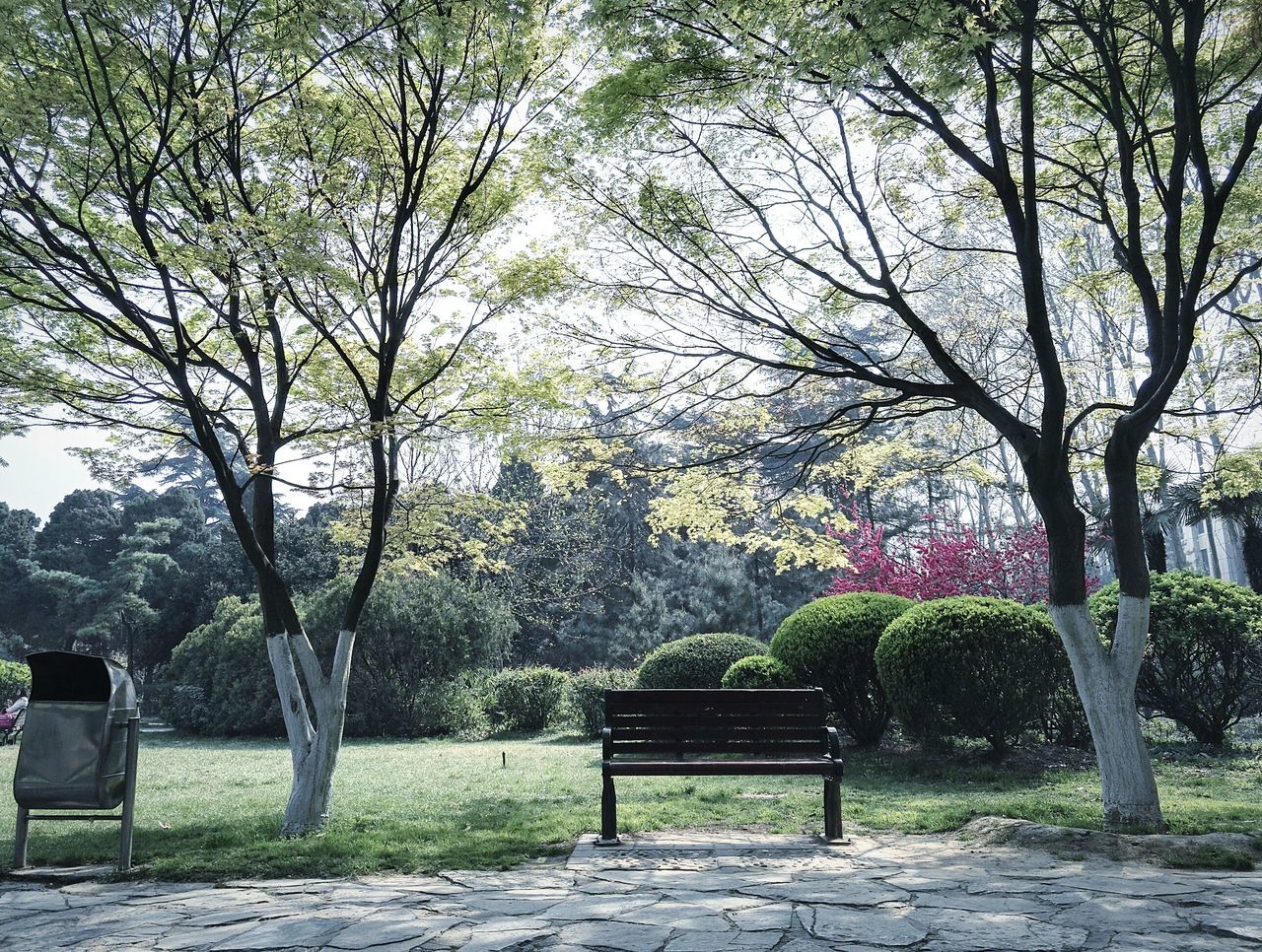 tree, bench, park - man made space, growth, chair, park bench, empty, nature, tranquility, branch, absence, beauty in nature, flower, park, day, grass, seat, sunlight, tree trunk, plant