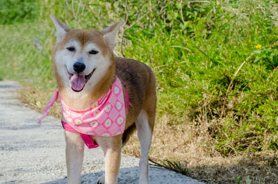 Portrait of dog sticking out tongue on grass