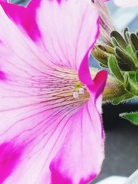 Close-up of pink flowers