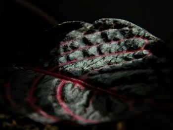 Close-up of red light painting against black background