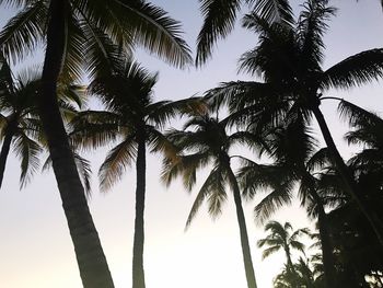 Low angle view of palm trees against sky