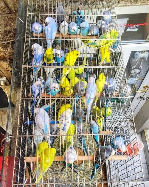 multi colored, cage, bird, art and craft, animal themes, art, variation, creativity, large group of objects, day, indoors, retail, for sale, birdcage, no people, store, animal representation, hanging, built structure