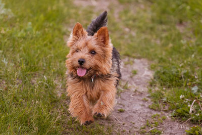 Dogs breed norwich terrier on the walk in the field