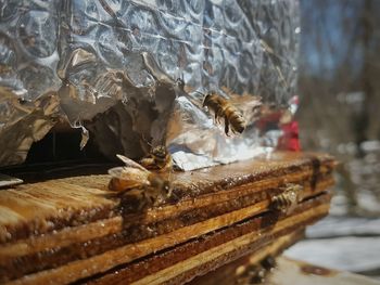 Honeybees at hive entrance