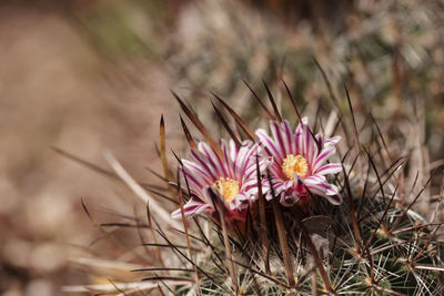 Close-up of pink flowers