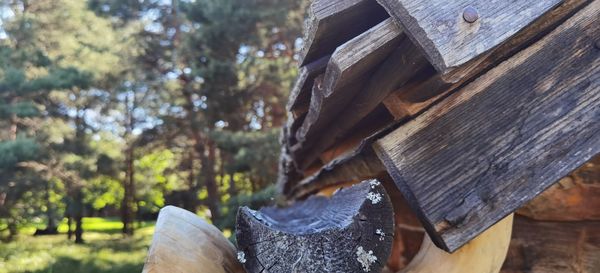 Close-up of logs in forest