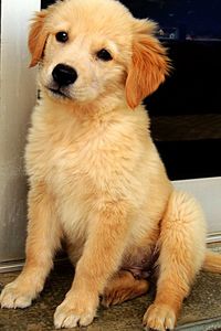 Close-up portrait of golden retriever