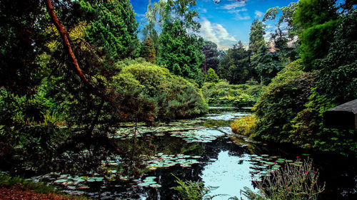 Scenic view of river amidst trees in forest against sky