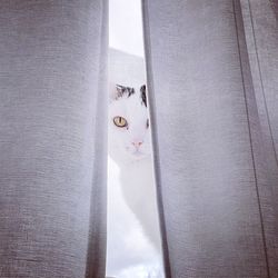 Portrait of cat sitting on carpet