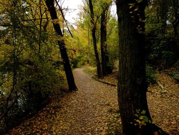 Trees growing in forest during autumn