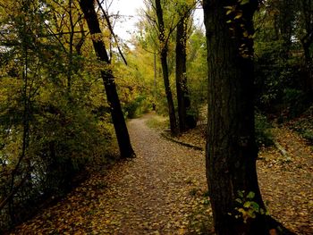 Trees growing in forest during autumn