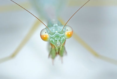 Close-up of insect on leaf