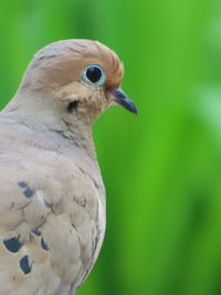 Close-up of a bird