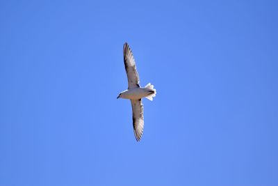 Low angle view of seagull flying in sky