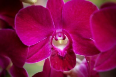 Close-up of pink orchid