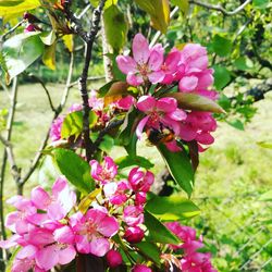 Close-up of pink flowers blooming on tree