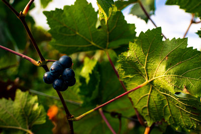 Close-up of berries growing on tree