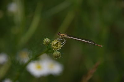 Close-up of damselfly on plant