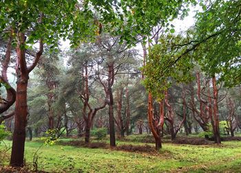 Trees in forest