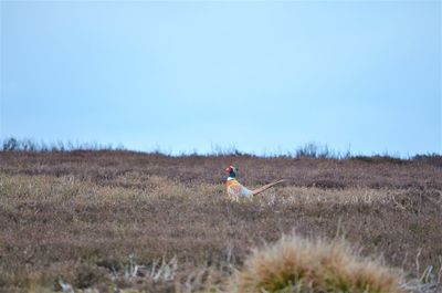 Side view of man on field against clear sky