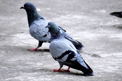 Close-up of pigeon