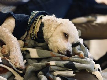 Close-up of dog sleeping