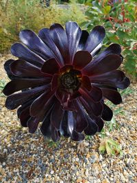 Close-up of purple flowering plant