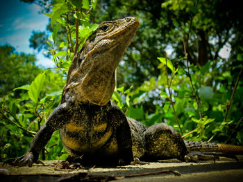 Close-up of a lizard on tree