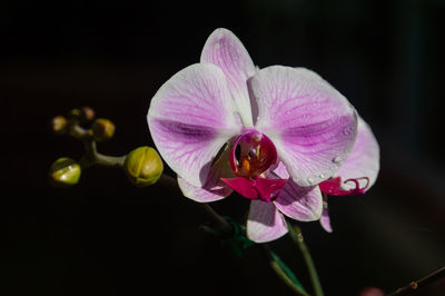 Close-up of pink orchids against black background