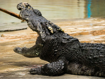 Close up crocodile head is closing mount along the group