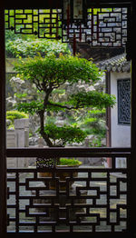 Bonsai tree through the door view