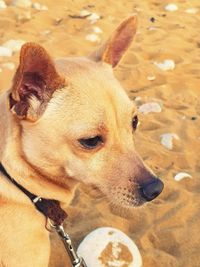 Close-up of a dog looking away