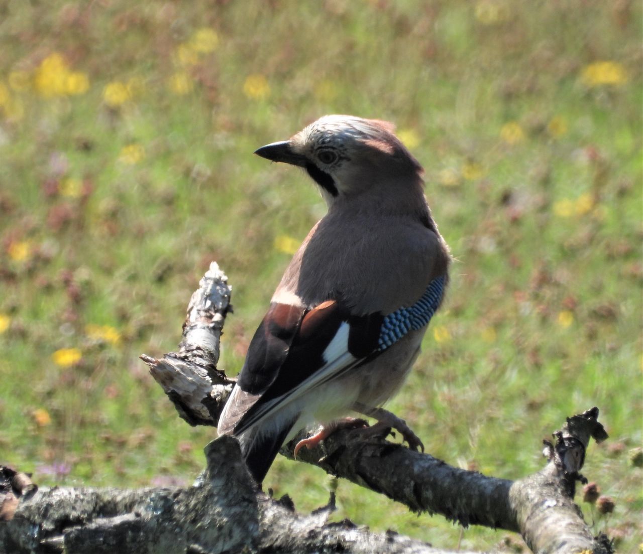 CLOSE-UP OF BIRD PERCHING ON PLANT