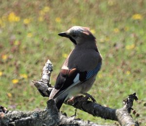 Close-up of bird perching on tree