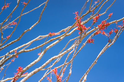 Low angle view of flowers growing on branches against clear sky