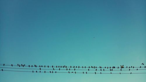 Birds perching on electric cable against sky
