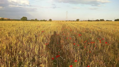 Scenic view of wheat field against sky