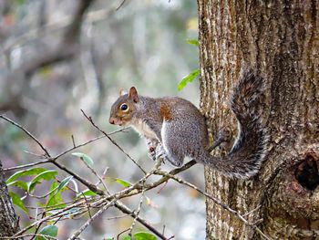 Squirrel on tree trunk