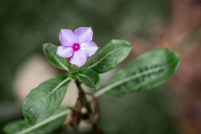 Close-up of pink flowering plant