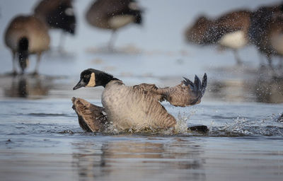 Side view of brant goose swimming in lake during winter.